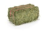 ALFALFA HAY