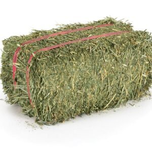 ALFALFA HAY