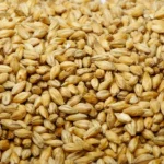 Barley Grain