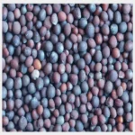 Cotton seed
