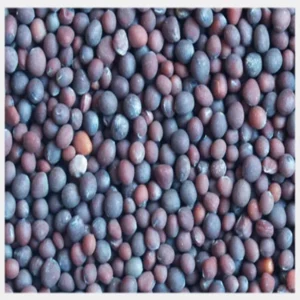 Cotton seed
