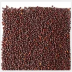 Mustard Seed