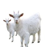 SAANEN GOAT