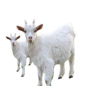 SAANEN GOAT