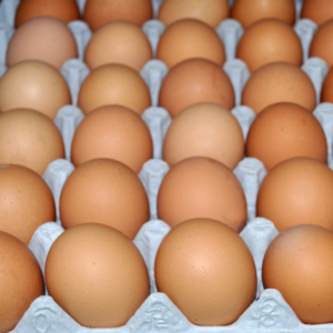 egg.png