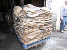 Wet Salted Cow Hides