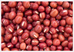 Sorghum